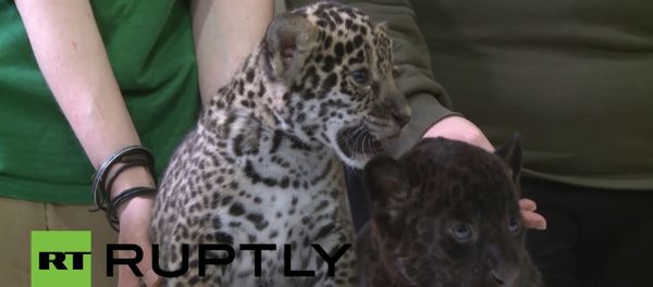 Russia: See these two super cute baby jaguars for first time EVER - Sputnik International
