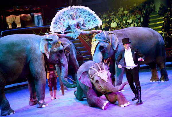 Where Magic Meets Reality: History of Circus - Sputnik International