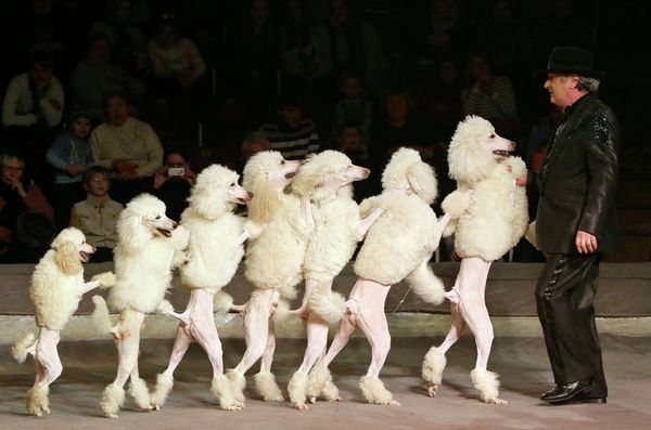 Where Magic Meets Reality: History of Circus - Sputnik International