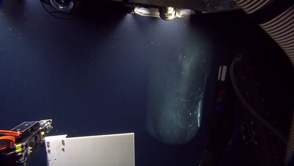 Rare Sperm Whale Encounter with ROV - Sputnik International