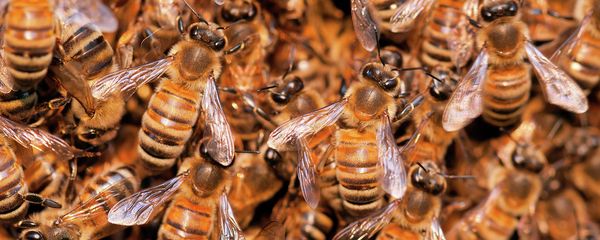 Wild bees, Apidae, Brazil, Pantanal - Sputnik International