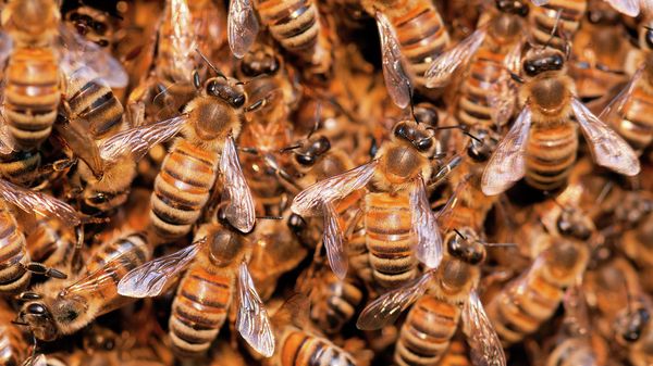 Wild bees, Apidae, Brazil, Pantanal - Sputnik International