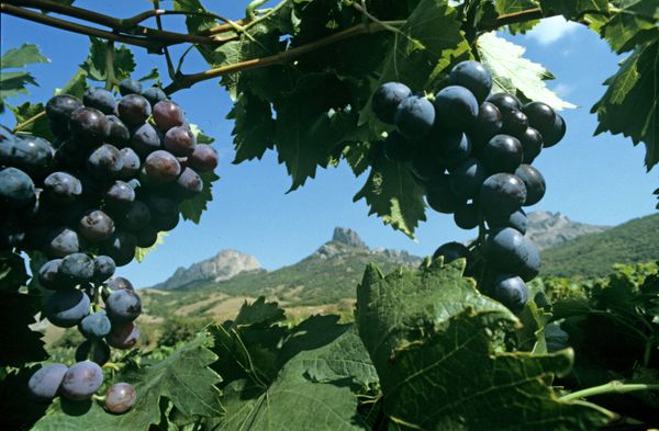 The famous Muscat Hamburg grapes on the plantations of Koktebel, Crimea The famous Muscat Hamburg grapes on the plantations of Koktebel, Crimea - Sputnik International