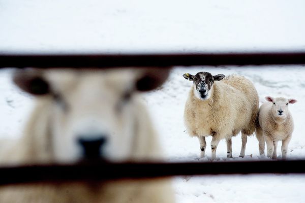 A sheep and her spring lamb are pictured in a field covered with fresh snow in Stirlingshire, in Scotland, on March 30, 2010 A sheep and her spring lamb are pictured in a field covered with fresh snow in Stirlingshire, in Scotland, on March 30, 2010 - Sputnik International