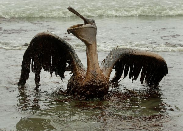 Oil from the Deepwater Horizon has affected wildlife throughout the Gulf of Mexico Oil from the Deepwater Horizon has affected wildlife throughout the Gulf of Mexico - Sputnik International