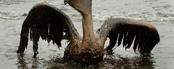 Oil from the Deepwater Horizon has affected wildlife throughout the Gulf of Mexico - Sputnik International