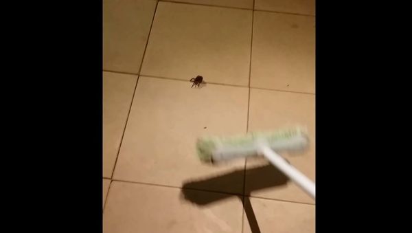 Terrifying Wolf Spider Unleashes Its Babies - Sputnik International