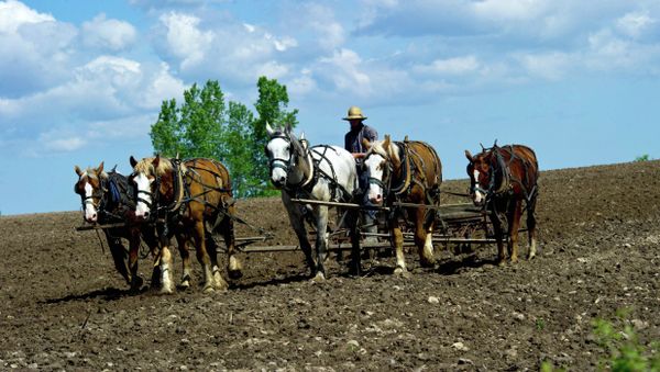 An Amish farmer uses a horse drawn harrow in a field on his farm near Wilson, Wisconsin An Amish farmer uses a horse drawn harrow in a field on his farm near Wilson, Wisconsin - Sputnik International