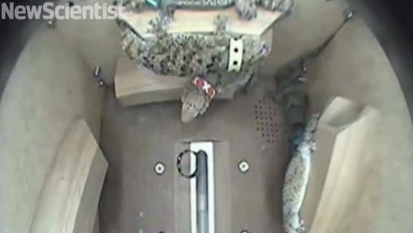 Geckos Get Playful in Zero-Gravity - Sputnik International