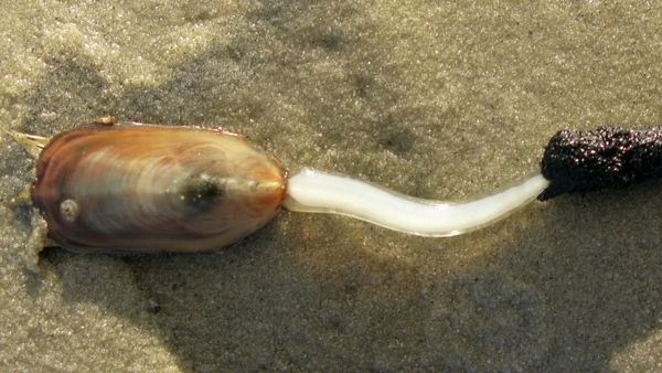 Lingula anatina from Stradbroke Island, Australia - Sputnik International