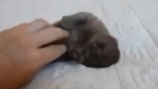 Tiny Kitten - Sputnik International