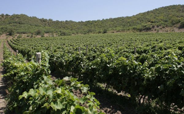 Vineyards in Crimea Vineyards in Crimea - Sputnik International