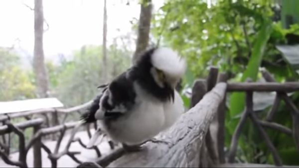 Crazy bird - Sputnik International