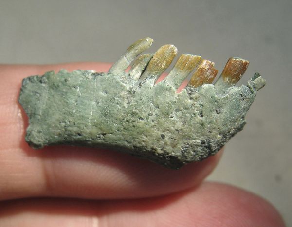Right jaw and teeth of the Chilesaurus diegosuarezi is shown in this undated handout photo provided by the University of Birmingham in Birmingham, Alabama on April 27, 2015 - Sputnik International