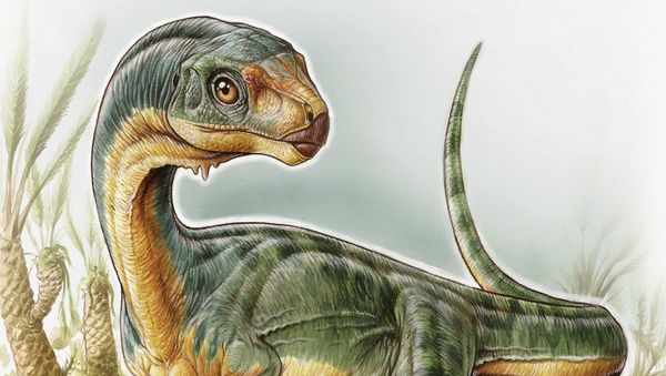 An artist's depiction shows the Chilesaurus diegosuarezi in this undated handout illustration provided by the University of Birmingham in Birmingham, Alabama on April 27, 2015 - Sputnik International