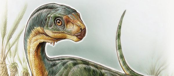 An artist's depiction shows the Chilesaurus diegosuarezi in this undated handout illustration provided by the University of Birmingham in Birmingham, Alabama on April 27, 2015 An artist's depiction shows the Chilesaurus diegosuarezi in this undated handout illustration provided by the University of Birmingham in Birmingham, Alabama on April 27, 2015 - Sputnik International