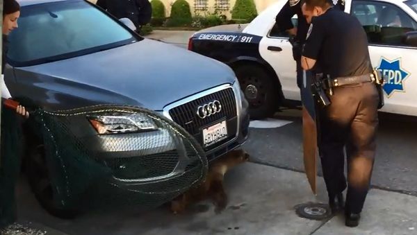 Rescuing Rubbish: Sea Lion Pup Wanders Around San Francisco - Sputnik International