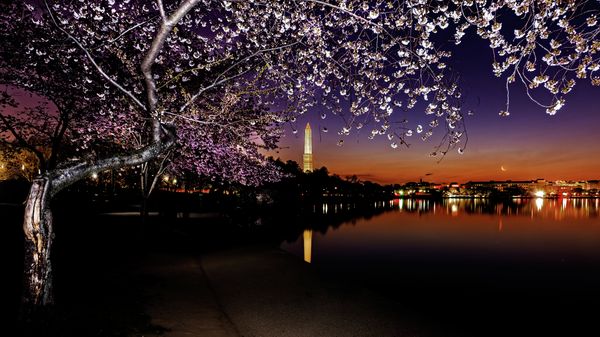   Cherry Washington Monument - Sputnik International