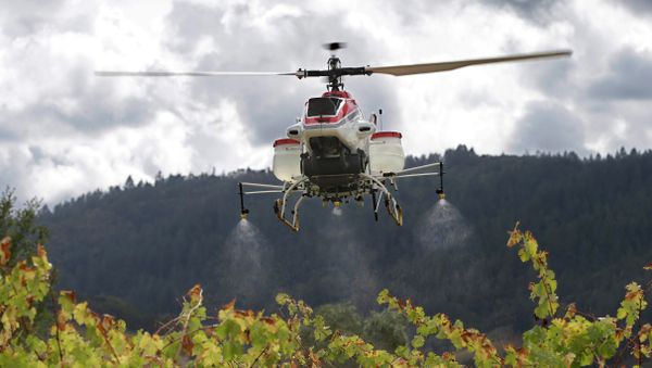 Yamaha RMax unmanned helicopter sprays water over grapevines during a demonstration of its aerial application capabilities at the University of California - Sputnik International