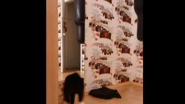 Cat Attacks Reflection in Mirror - Sputnik International