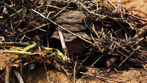 A US Marine hides among sand and sticks. - Sputnik International