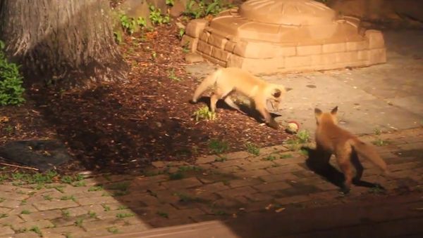 Fox Pups Playing with Dog's Ball - Sputnik International