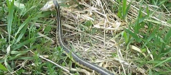 Snake steals my son's little perch - Sputnik International