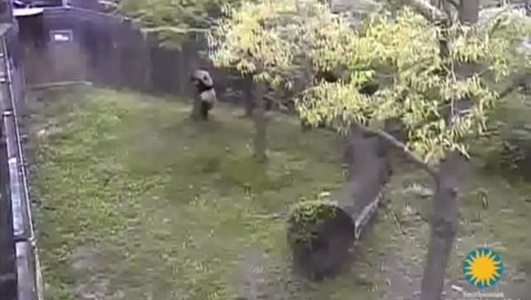 Bau Bau the Panda Takes a Tumble - Sputnik International