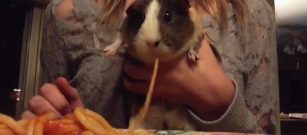 Guinea Pig Slurps Up Spaghetti - Sputnik International
