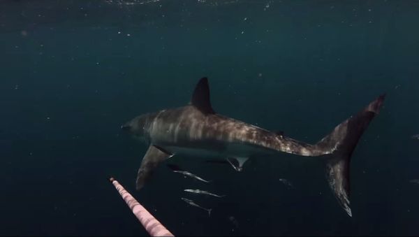 Close Encounter with Great White shark off Port Canaveral while Diving - Sputnik International