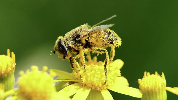 The mass die-off of honeybees appears to be getting worse, posing an acute danger to the food supply that depends on the little insects who do about $10 to $15 billion worth of work pollinating our crops. - Sputnik International