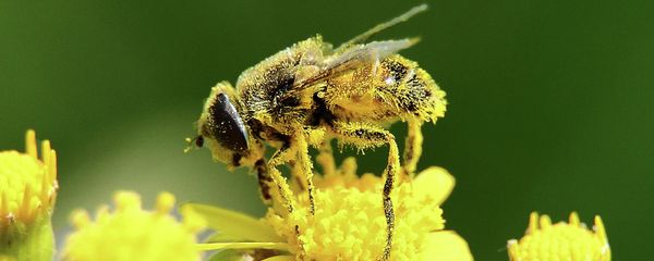 The mass die-off of honeybees appears to be getting worse, posing an acute danger to the food supply that depends on the little insects who do about $10 to $15 billion worth of work pollinating our crops. The mass die-off of honeybees appears to be getting worse, posing an acute danger to the food supply that depends on the little insects who do about $10 to $15 billion worth of work pollinating our crops. - Sputnik International
