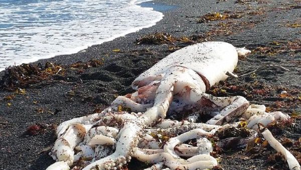 A giant squid measuring a whopping seven meters in length from top to tentacles has reportedly been found on a beach on New Zealand’s South Island A giant squid measuring a whopping seven meters in length from top to tentacles has reportedly been found on a beach on New Zealand’s South Island - Sputnik International