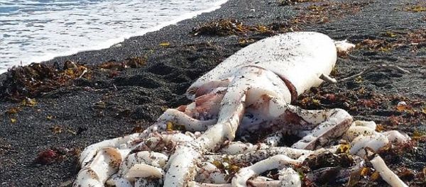 A giant squid measuring a whopping seven meters in length from top to tentacles has reportedly been found on a beach on New Zealand’s South Island A giant squid measuring a whopping seven meters in length from top to tentacles has reportedly been found on a beach on New Zealand’s South Island - Sputnik International