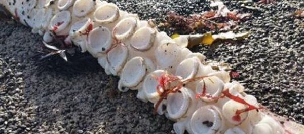 Giant squid's tentacle - Sputnik International