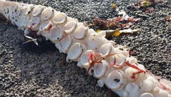 Giant squid's tentacle - Sputnik International