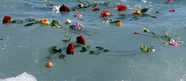 Flowers float in the sea after they were thrown into the Mediterranean in honor of the migrants lost making the perilous journey across the sea, on April 28, 2015 in Nice, southeastern France - Sputnik International