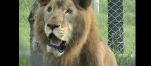 Circus Lion Freed From Cage Feels Earth Beneath His Paws For The First Time - Sputnik International