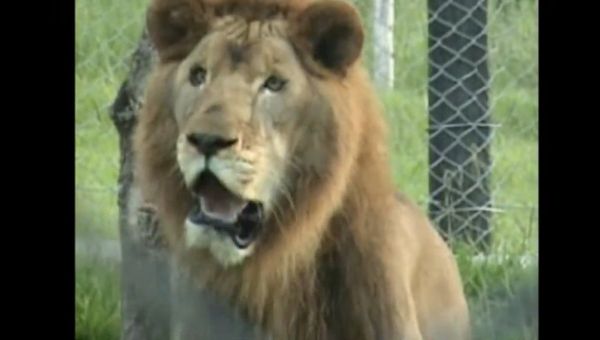 Circus Lion Freed From Cage Feels Earth Beneath His Paws For The First Time - Sputnik International
