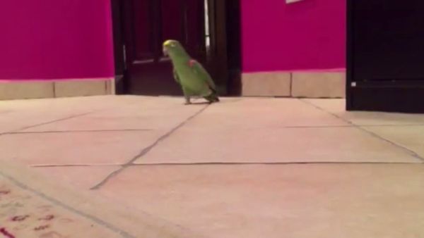 Pigeon laughs as an evil genius - Sputnik International