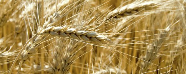 Grain harvest in the fields - Sputnik International