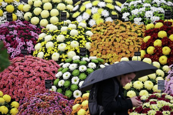Chelsea Flower Show - Sputnik International