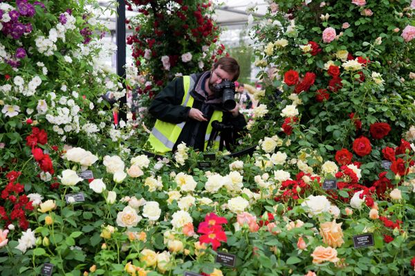 A photographer takes pictures of a display of roses at the 2015 Chelsea Flower Show in London. - Sputnik International