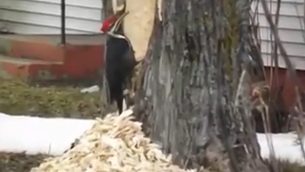 Woodpecker Goes Ballistic - Sputnik International