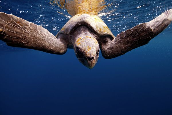 Underwater Photography - Sputnik International