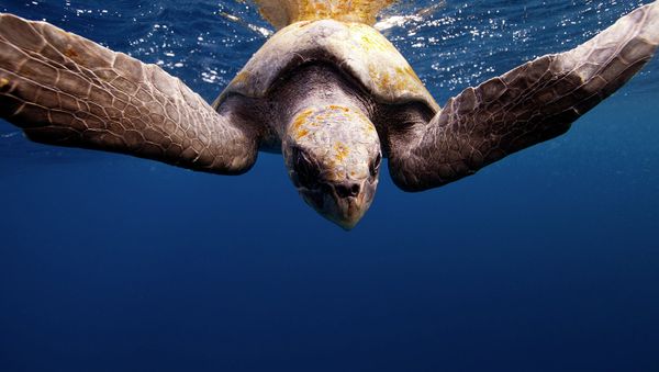 Underwater Photography - Sputnik International