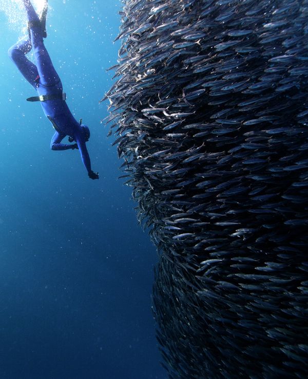 Underwater Photography - Sputnik International