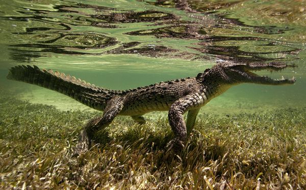 Underwater Photography - Sputnik International