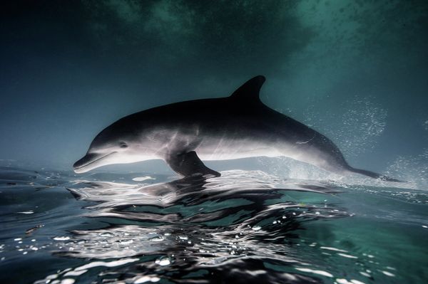 Underwater Photography - Sputnik International