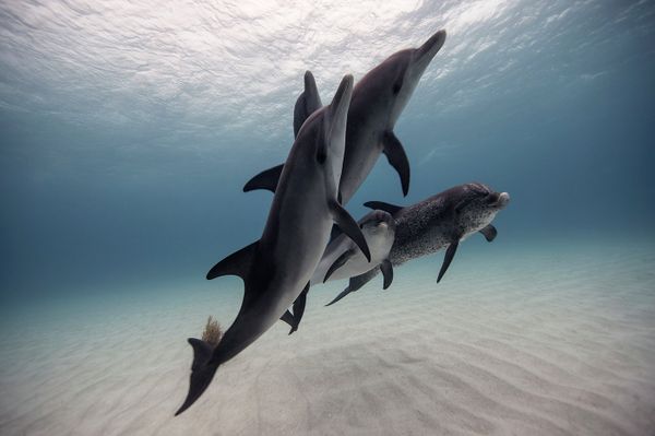 Underwater Photography - Sputnik International